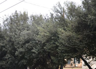 alberi