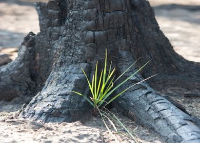 vicino ad un albero carbonizzato rinasce la vita