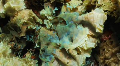 SOS per l'alga bruna non autoctona stypopodium schimperi nel Mare Adriatico