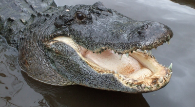Tragedia in Florida, donna attaccata e uccisa da un caimano dopo averla trascina in acqua