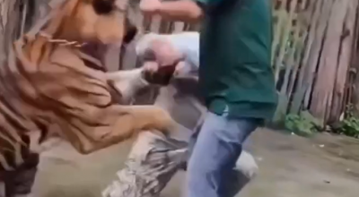 Selfie mania: tigre attacca un turista mentre cerca di scattare una foto