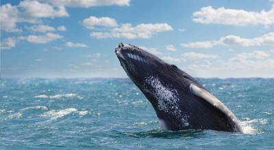 Mare del Salento da tutelare: avvistata una balena a solo un miglio dalla costa di Otranto