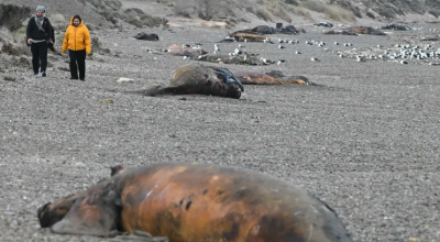 Carcasse di balene sono state ritrovate spiaggiate sulla costa argentina