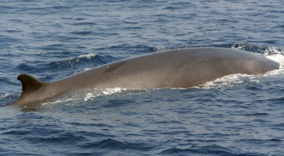 Balena di 70 tonnellate all’improvviso appare a pochi metri dalla spiaggia in Croazia