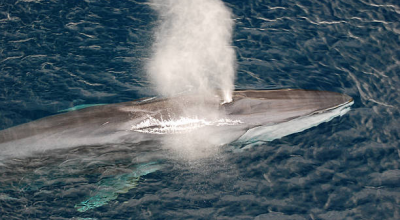 Balenottera comune avvistata nel Golfo di Napoli. Le immagini