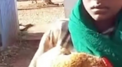 Amore per gli animali: un dodicenne porta una gallina malata all'ospedale