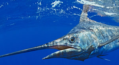Pescatore diventa preda: un uomo di 31 anni si ritrova con la testa trafitta dal pesce appena pescato