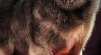 Il cane più costoso del mondo venduto per 5,3 milioni di euro