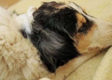 star la cagnetta morta seppellita viva
