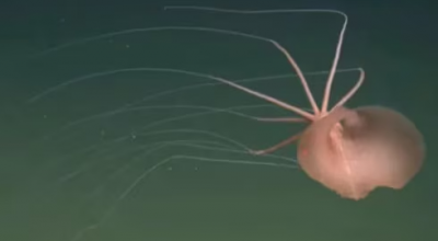 Un raro calamaro è stato avvistato per la prima volta in assoluto nell'Oceano Pacifico nord-orientale