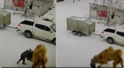 Sferra un pugno a un cammello e l’animale lo attacca, muore guardiano di una remota base di caccia in Siberia