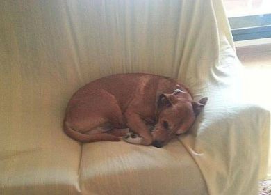 cane infermiera spagnola