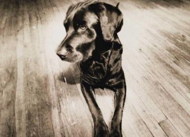 cane amico dell'uomo