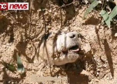 abusi suli animali  cane sepolto vivo