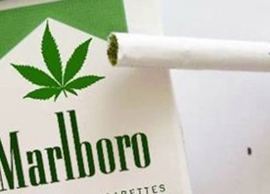 cannabis sotto forma di sigaretta malboro