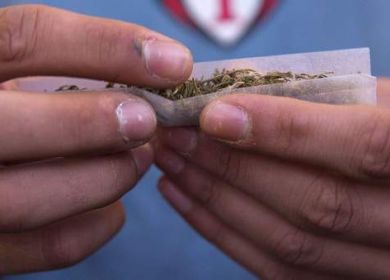 cannabis