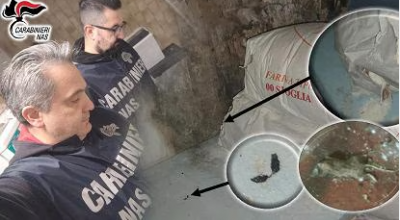 Cambia tutto, è reato tenere i cibi guasti nel magazzino del locale