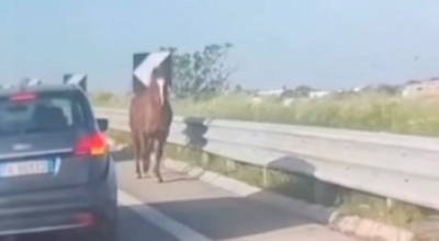 Cavallo in fuga contromano sulla statale automobilisti esterrefatti