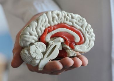cervello modello
