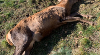 Abbatte cervo in Italia e lo trasporta in elicottero: multato cacciatore svizzero