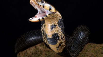 Vacanza mortale per un turista in Egitto: un tedesco muore per il morso di un cobra durante uno spettacolo in un hotel di Hurghada