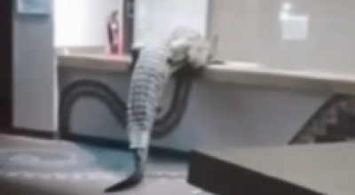 Un coccodrillo entra in un ristorante in Zimbabwe, lasciando i clienti sbalorditi – Il video