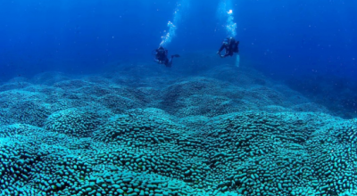 Madre e figlia scoprono la più grande colonia di coralli del mondo