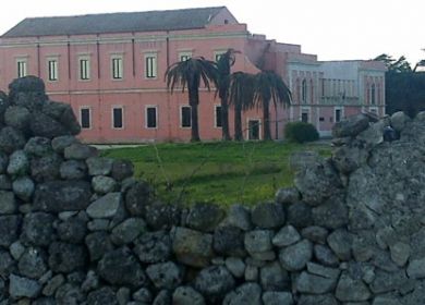 punteruolo rosso