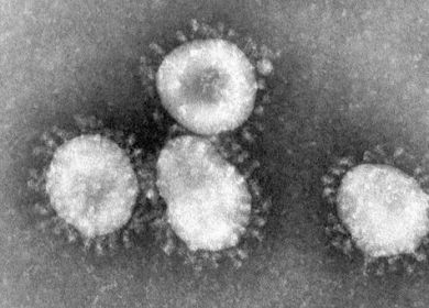 coronavirus