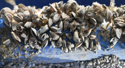 Una cozza alloctona minaccia i nostri laghi: è la cozza quagga, specie aliena invasiva ampiamente diffusa a Nord delle Alpi