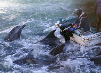 caccia ai delfini