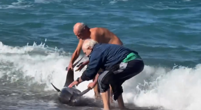 Messina, delfino spiaggiato a San Saba salvato dal grande cuore dei passanti