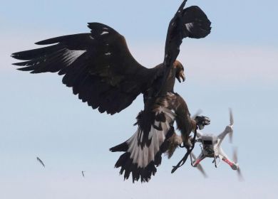 drone e uccello