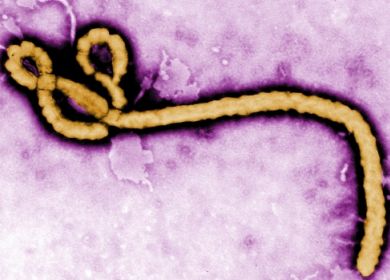 ebola