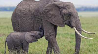 Turisti uccisi da un elefante durante un safari in Africa