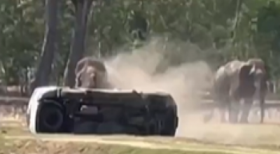 Elefante disturbato durante il sesso impazzisce e attacca violentemente – Il video