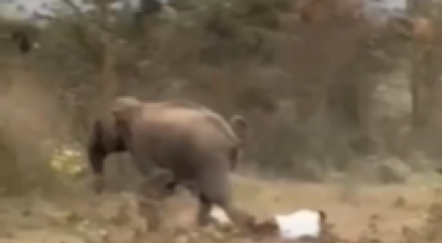 Madre e figlia uccise in un attacco di elefante ad Angul nello stato di Odisha in India mentre un uomo in un altro attacco resta ferito