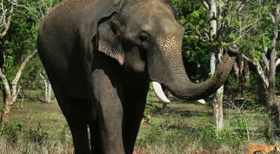 Ragazza di 17 anni calpestata a morte in un attacco di elefante selvatico mentre tornava a casa dall'università