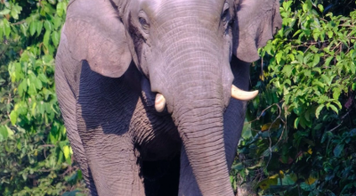 Un turista calpestato a morte da un elefante in Thailandia