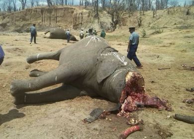 elefante decapitato