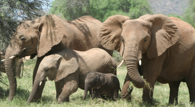 Un milionario americano appassionato di caccia è morto calpestato dagli elefanti durante una spedizione
