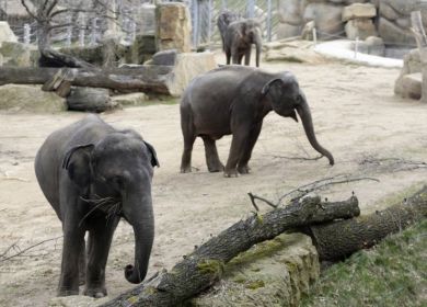 elefanti zoo di praga