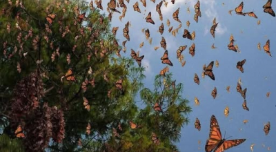 Un'ondata di farfalle migratrici sorprendono l’Italia svolazzando nelle campagne, nei giardini e anche nelle aree urbane