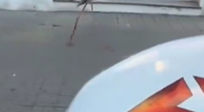 Sorpresa a Cagliari, un fenicottero rosa passeggia fra lo stupore dei passanti in via Palestrina