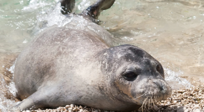 Foca monaca mediterranea avvistata a Capri – Il video 
