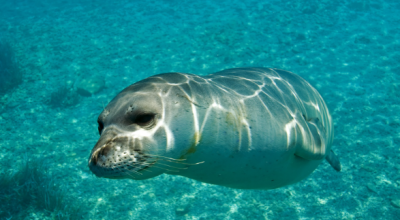 Ritorno nelle acque del Golfo di Napoli della foca monaca avvistata a pochi metri dalla costa