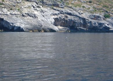 foca monaca 