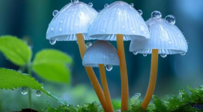 Grazie ad alcuni funghi possiamo far piovere