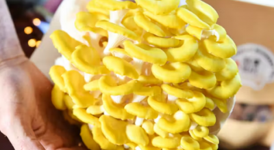 Allarme fungo alieno commestibile ma letale e altamente invasivo minaccia l’Italia