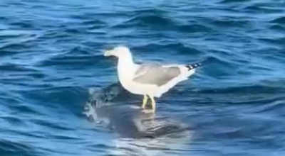 Un gabbiano pigro fà surf su di uno squalo balena al largo della California: riprese rare